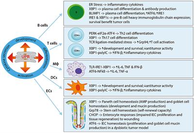 ER Stress and the UPR in Shaping Intestinal Tissue Homeostasis and Immunity